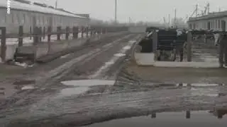 Массовый падеж скота. Краснодарский край. Дело Замяли. Опять единоросы в деле и в доле