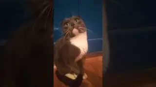танцуй#