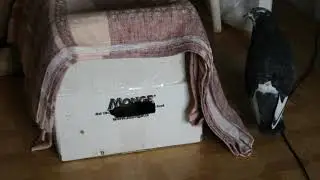 Голуби в квартире проверяют коробку