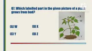 nso | PLANTS quiz | plants chapter 1 | CBSE channel