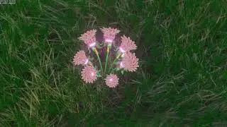 muneer3dBlender using geometry node open rosesتفتح زهور بالستخدام البلندر#beautiful#blender#rose