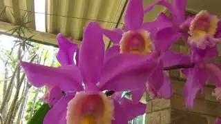 Лаелия Моцарт, L. Mozart, C. Brazilian Midway и Привет от Добби!