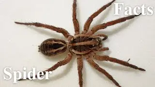 10 facts about spider 🕷️🕸️