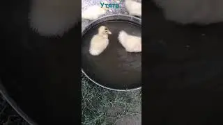 утята в воде. 