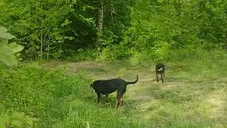 Pushing through the undergrowth to find the source.