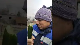 огурец для хищников