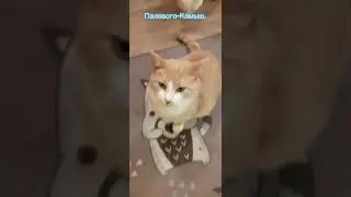 Как назвать котика. Варианты. 