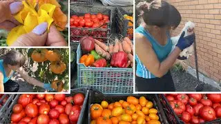 Собираю УРОЖАЙ Яйца Помидоры Посадила РОЗЫ