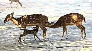Spotted deer, Axis deer @firsttimebyncn