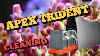 Neptune Apex Trident | Cleaning and Maintenance