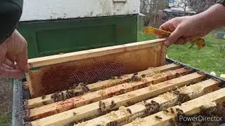 Развитие семей в апреле, ива залила пчел нектаром...