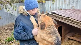 Операция Цезарю