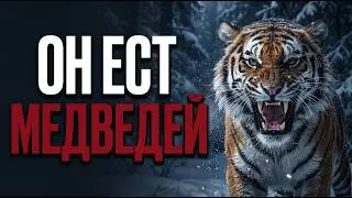 BEAR HUNTER: Why is the Amur tiger the most dangerous predator on the planet?