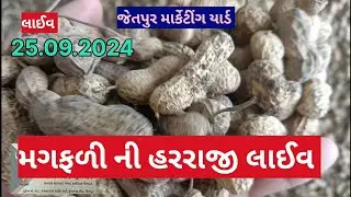 મગફળી ની હરરાજી લાઈવ જેતપુર માર્કેટીંગ યાર્ડ 26.09.2024 #Live magfali ni harraji jetpur marketing
