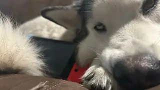 How To Remove A Husky From A Nintendo Switch