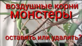 Можно ли обрезать воздушные корни МОНСТЕРЫ?
