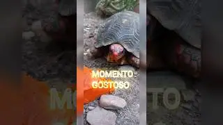 Momento gostoso!😊 #animais #alimentos #tortoise