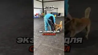 Дрессировщик СОБАК 🦮