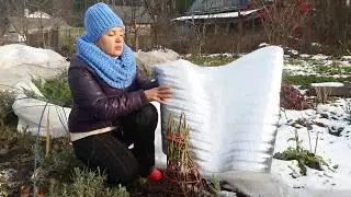 A new method for covering large-leaved hydrangea for the winter in climate zone 4.