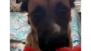 Dog like watermelon