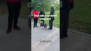 Tons of ways to get a dog to sit...