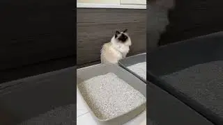 What cat litter do you use？