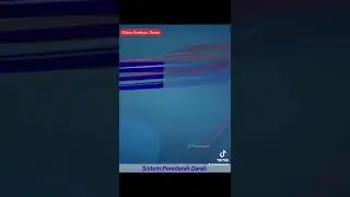 Sistem Peredaran Darah pada Manusia 