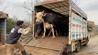 OUR QURBANS ARRIVED #2 / QURBAN ANIMAL UNLOADING 2023