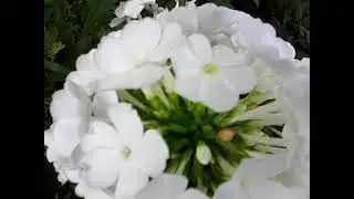 Флокс