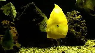 loros y oscar