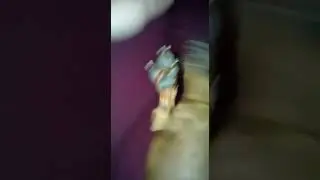 Paçoca brincando de lutinha com sua amiga