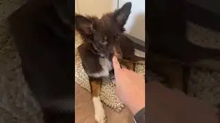 Put you finger in your dog’s face and see what they do