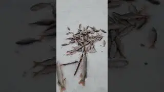 рыба просто бешена, лезет в лунки. Мор конкретный и сколько рыбы, погибшей.😏