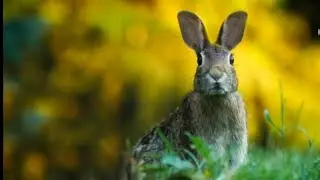 ЯК СКУПОГО ЗАЙЦЯ ВСІМ ЛІСОМ РЯТУВАЛИ. Аудіоказки.(Читає автор Любов Федюкевич).