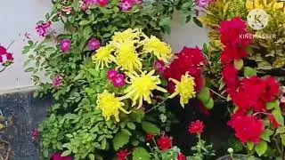 February 8, 2024 Garden view ❤️🌺😍 ফুলনি খন  চাও আহক