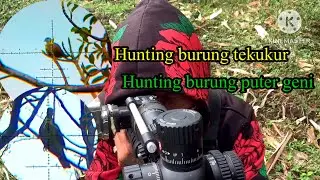 Hunting burung tekukur #hunting burung putergeni