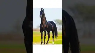 Лошади марвари