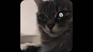#cat #capcut #shorts