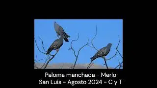"Una de las palomas más bellas (a nuestro gusto).  #birds  #avesdeargentina #shorts