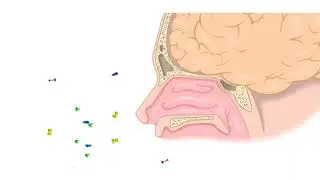 Olfaction. or the sense of smell