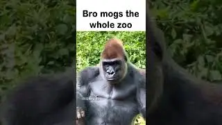 Gorilla Mewing 🤫🧏‍♀️