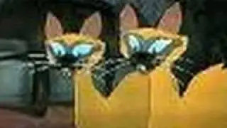 We are siamese