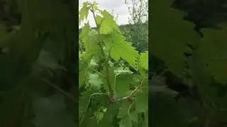 узум кучати хосилда кучатлар сотилади оптим