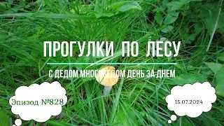 Прогулки по лесу. День за днем с дедом Многоведом. 15 июля 2024г. Эпизод 828.