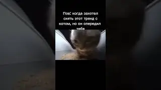 Ахахах😄 #memes #мем #мемы #кот #коты #shorts #short #meme