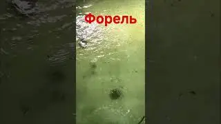 ФОРЕЛЬ