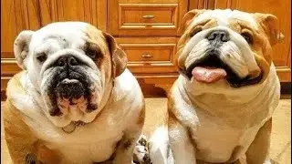 Funniest Dog and Cat Videos - Funniest pet videos
