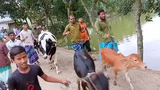 #কত দাম বলছে ভাই#সাজনপুর গরু বাজার #নিকলী#কিশোরগঞ্জ#all_vlogs_plogs