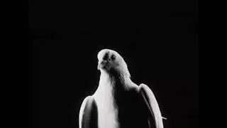 [free for profit] experimental + ambient type beat 