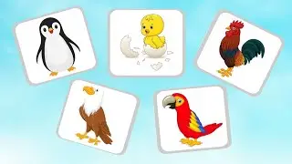 Guess the animal name ناڤێن گیانه‌وه‌را